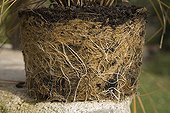 Roots of carex in pot