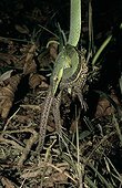 Green Vine Snake devouring a Lizard French Guiana