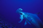 Great hammerhead eating a bait Rangiroa