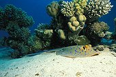 Bluespotted ribbontail ray posing on sand Red Sea