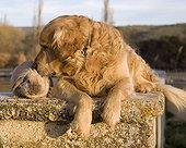 Tendresse entre lapin et chien Golden retriever France