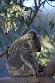 Koala hunting a Melidecte tearing away its hairs NSW
