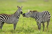 Grant's zebra in the savannah Tanzania