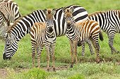 Young Grant's Zebras in a herd Tanzania
