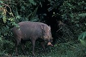 Bearded Pig going in forest Tanjung Putting NP