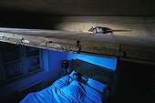 Mouse galloping in the attic and person asleep France