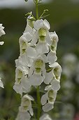 Angelonia 'Serena Blanc' in bloom