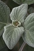 Foliage of Plectranthus 'Silver Shield'