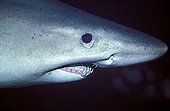 Head of a Smalltooth Sand Tiger Malpelo Pacific Ocean