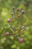 Powdery mildew on Rose 'Dorothy Perkins' buttons