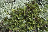 Plectranthus 'Niko Purpurea' in a garden