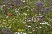Meadow sowed with feverfew and borage France