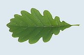 Green Durmast Oak leaf France