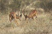 Gerenuk males fighting Samburu National Reserve Kenya