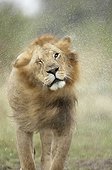 Lion snorting under the rain Masai Mara Kenya
