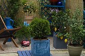 Port Orford cedar 'Minima Glauca' on a garden terrace