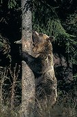 Adult Brown bear liking the resin of a conifer in Bulgaria