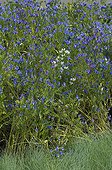 Vipersbugloss 'Blue Bedder' in a garden