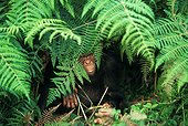 Young Chimpanzee sheltered under Ferns Gabon