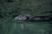 Portrait of Common Muskrat swimming Picardie
