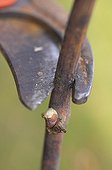 Shoot of a vine branch above the eye