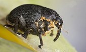 Close-up of Weevil on a flowering plant  France 