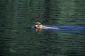Proboscis Monkey swimming Tanjung Puting National Park