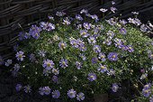 Swan river daisies 'Brachy Blue' in bloom in a garden