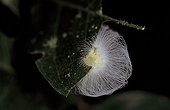 Silky caterpillar eating a leaf Panama