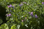 Purple Viper's Bugloss in bloom in a garden