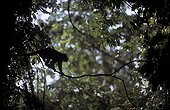 Black howler monkey on a branch Panama ; San Lorenzo forest.