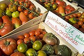 Assortment of ancient varieties of tomato at the market