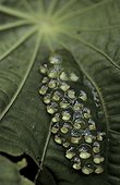 Eggs of Red-eyed Treefrog on a leafSan Lorenzo forest. Panama