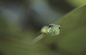 Head of a Parrot snake Panama ; San Lorenzo forest.