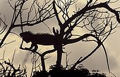 Lesser Antillean Iguana perched on a tree Guadeloupe