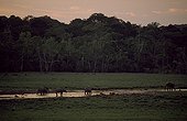 African elephants bathing at dusk Republic of the Congo