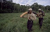 Rangers carrying some elephant tusks Republic of the Congo