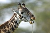 Girafe mâle mangeant des feuilles d'Acacia Tanzanie