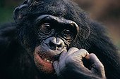 Portrait of a male Bonobo gwnawing its nails ; Sanctuary : Lola Ya Bonobo