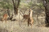 Gerenuk trying to catch a branch Samburu Kenya