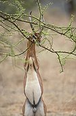 Gerenuk trying to catch a branch Samburu Kenya