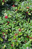 Skimmia 'Rubella' in flower and fruit in a garden