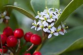 Skimmia 'Rubella' in flower and fruit in a garden