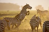 Grant's zebra rearing up Nakuru NP Kenya