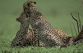 Cheetahs grooming Masai Mara