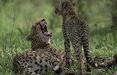 Female Cheetah and her cub at rest Masai Mara
