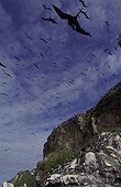 Sea birds nesting colony Ile du Connetable French Guiana