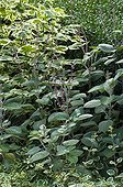 Plectranthus 'Silver' in bloom in a garden
