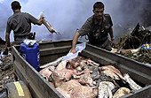 Corpses of poached animals throwed in a garbage