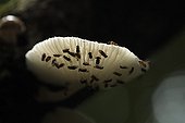 Group of Fruit Flies on a Mushroom in secondary forest